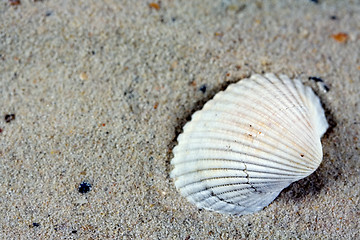 Image showing shell