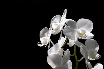 Image showing orchid