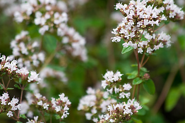 Image showing Oregano