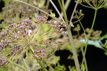 Image showing parsnip