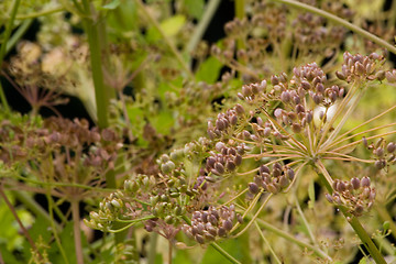 Image showing parsnip