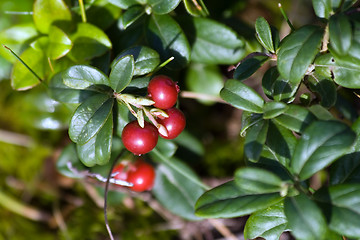 Image showing cowberry