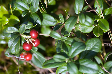 Image showing cowberry