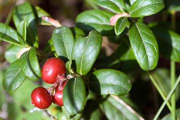 Image showing cowberry