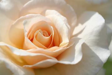 Image showing rose