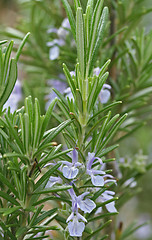 Image showing rosemary