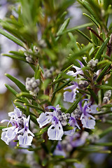 Image showing rosemary