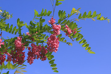 Image showing Robinia