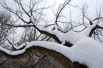 Image showing Winter tree 2