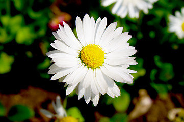 Image showing Marguerite in the garden