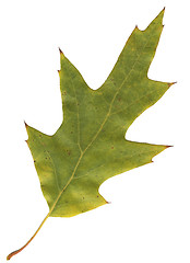 Image showing autumn oak leaf