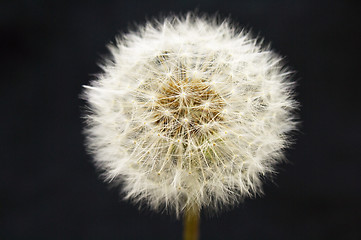 Image showing Dandelion on black