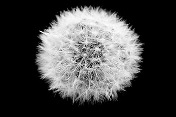 Image showing Dandelion on black