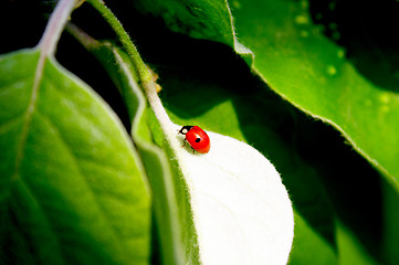 Image showing Ladybug on a green leaf 