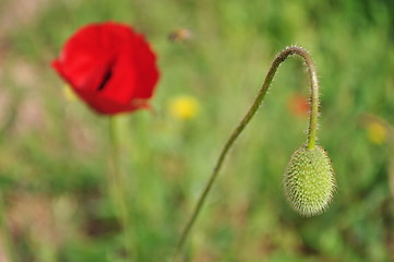 Image showing Corn Poppy 