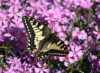 Image showing Swallowtail