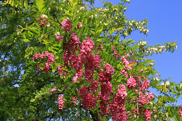 Image showing Robinia