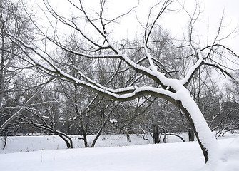 Image showing Winter tree 3