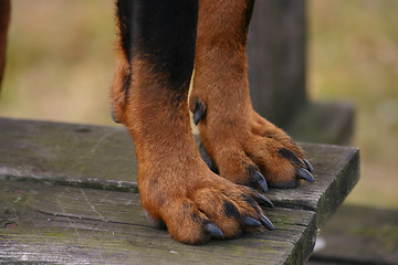 Image showing dog