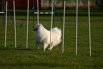 Image showing agility