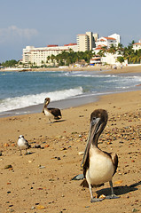 Image showing Pelicans on beach in Mexico