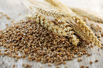 Image showing Whole grain wheat kernels closeup