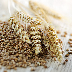 Image showing Whole grain wheat kernels closeup