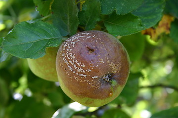 Image showing apple