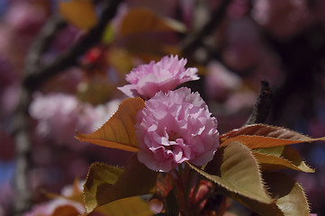 Image showing japanese cherry