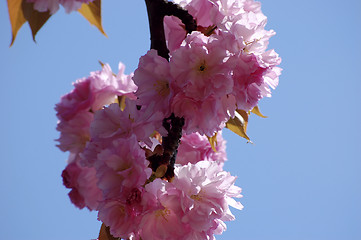 Image showing cherry tree
