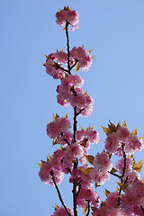 Image showing asian cherry