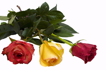 Image showing three roses