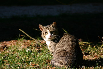 Image showing cat