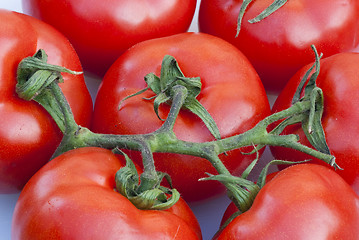 Image showing Fresh Tomatoes, Tuscany