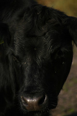 Image showing cow