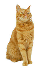 Image showing Red cat