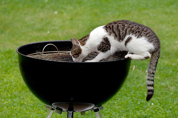 Image showing Hungry cat