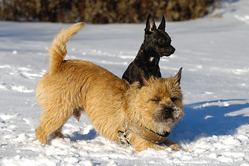 Image showing Two dogs in snow