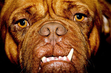 Image showing Ugly dog face