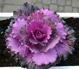 Image showing cabbage