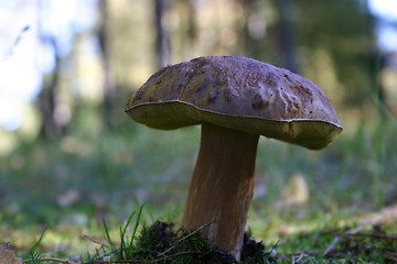 Image showing fungus