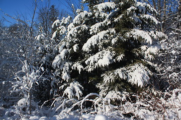 Image showing Winter scene.