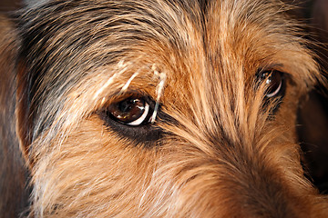 Image showing Dog Eyes Closeup