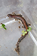 Image showing Salamander