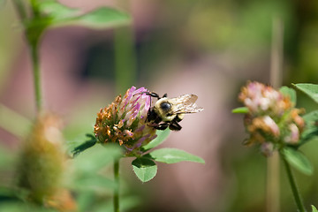 Image showing Bumble Bee on a Flower