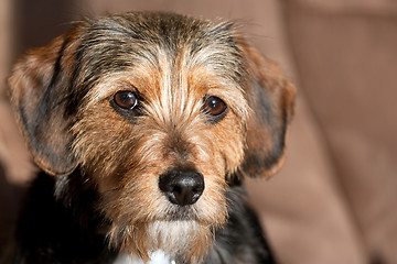 Image showing Cute Mixed Breed Pup