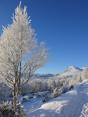 Image showing Tree covered in frost