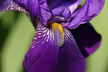 Image showing Purple Petal