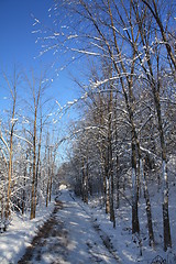 Image showing Scenes of winter.