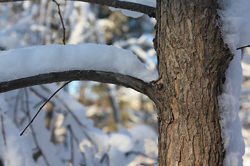 Image showing Scenes of winter.